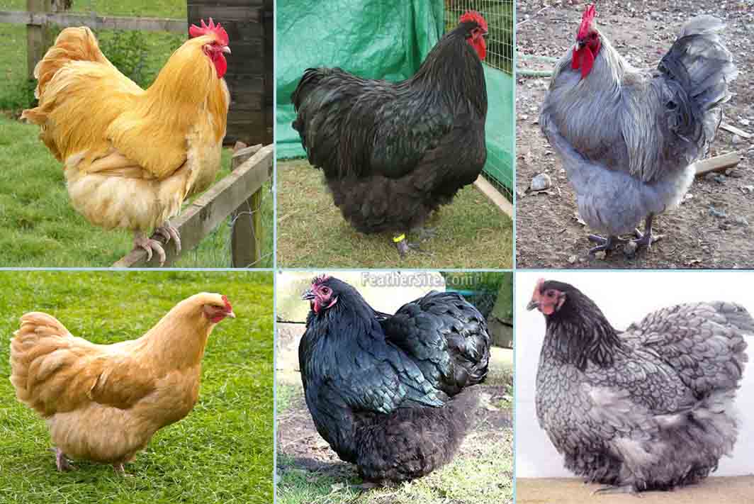 Jenis Ayam Terbesar Di Dunia-Orpington
