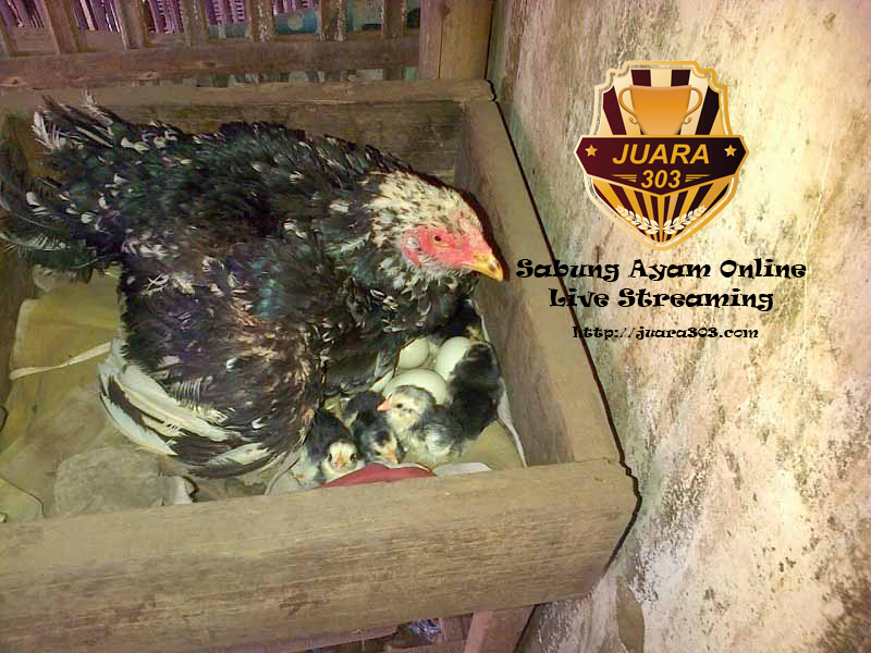 Cara Mencegah dan Membasmi Kutu Pada Ayam Bangkok