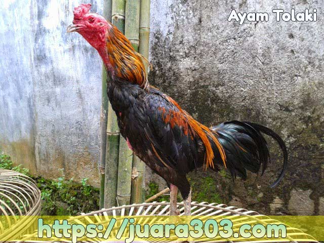 Ayam Aduan Sulawesi Ayam Tolaki
