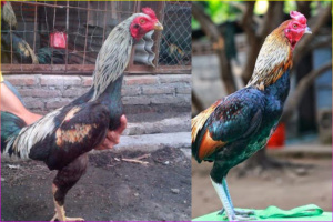 Ciri - Ciri Dan Keunikan Ayam Birma Asli Super