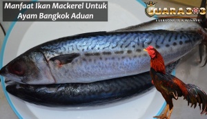 manfaat ikan mackerel untuk ayam bangkok