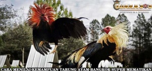 Cara Menilai Kemampuan Tarung Ayam Bangkok Super Mematikan